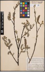 Foto von Salix cinerea L.